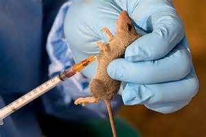 Lassa fever vaccine