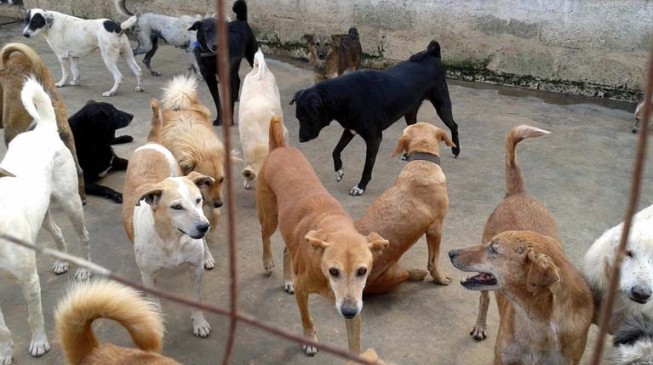 Somali town poisons 400 stray dogs over disease fears | TheCable