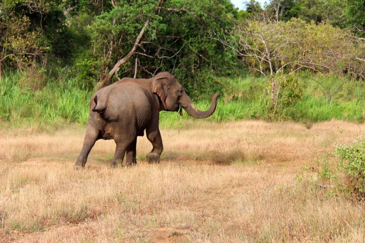 wild elephant