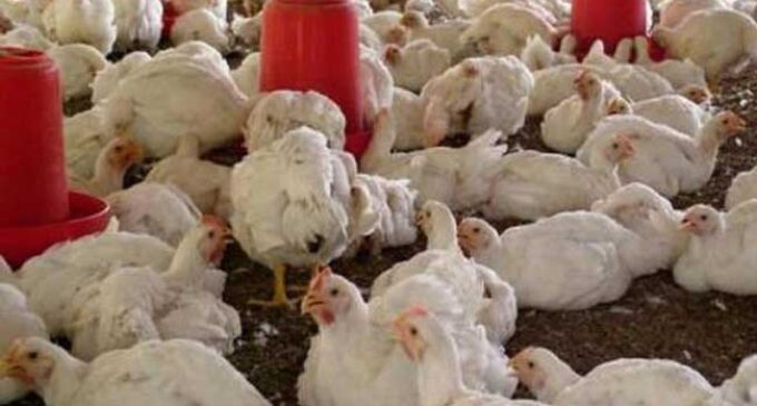 Bauchi kills 27,000 chickens to curb spread of bird flu