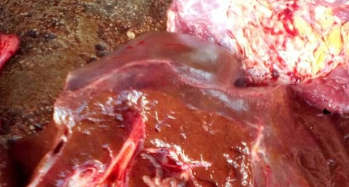 Kwara poisoned beef: FG warns Nigerians against meat from dead animals