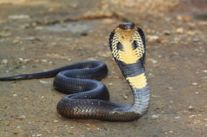 A cobra snake