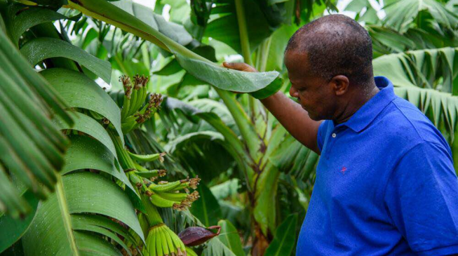 Dogara: Until we have mechanised farming, any talk of progress in agriculture is cheap