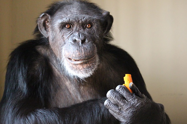 UNN zoo’s last surviving chimp embalmed after death at 50