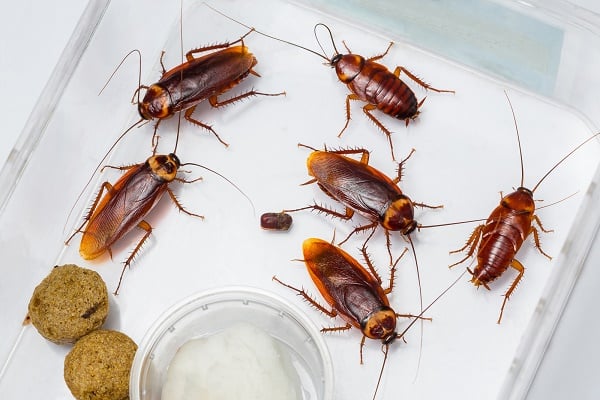 10 ways to get rid of cockroaches using home remedies