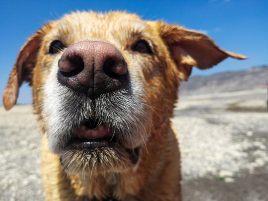 Study reveals why dogs have cold noses