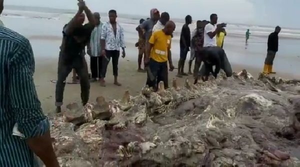 Concern mounts as Rivers community feasts on dead whale