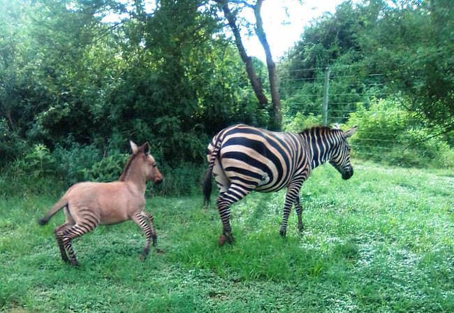 Zebra gives birth to 'zonkey' after mating with donkey