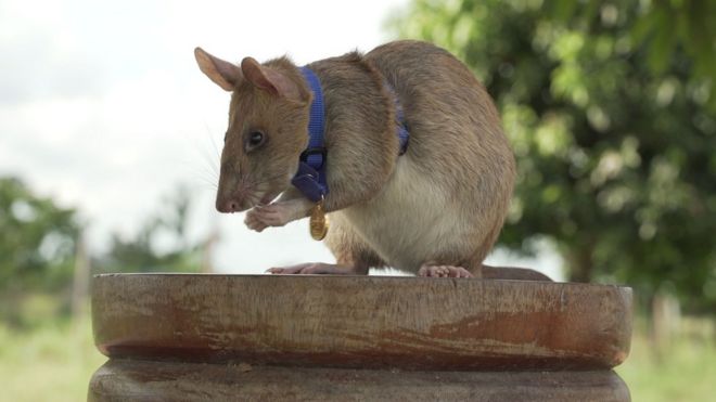 EXTRA: Rat wins bravery medal for sniffing out land mines