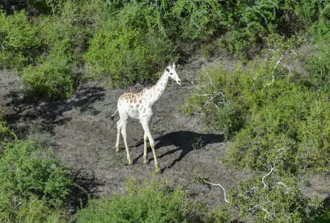 ‘World’s only white giraffe’ gets GPS tracker