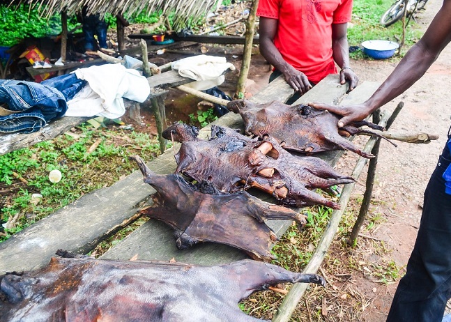 New survey shows widespread consumption of ‘bush meat’ in Nigeria