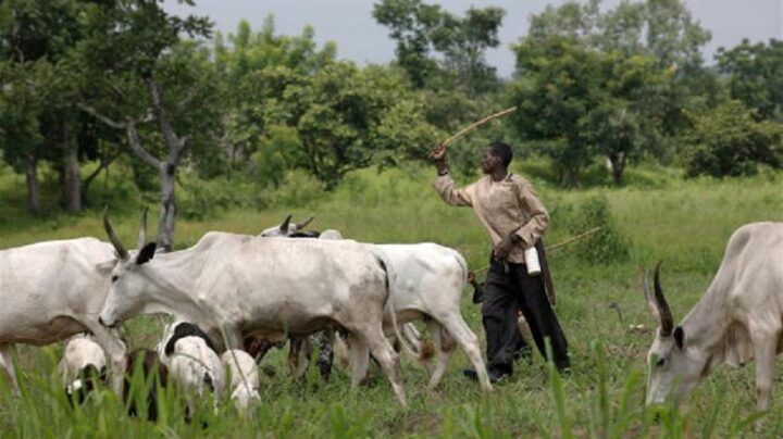 open grazing