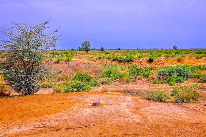 Borno farming