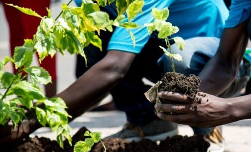 NCF: 1,000 Nigerians benefitted from tree planting programme in 2023