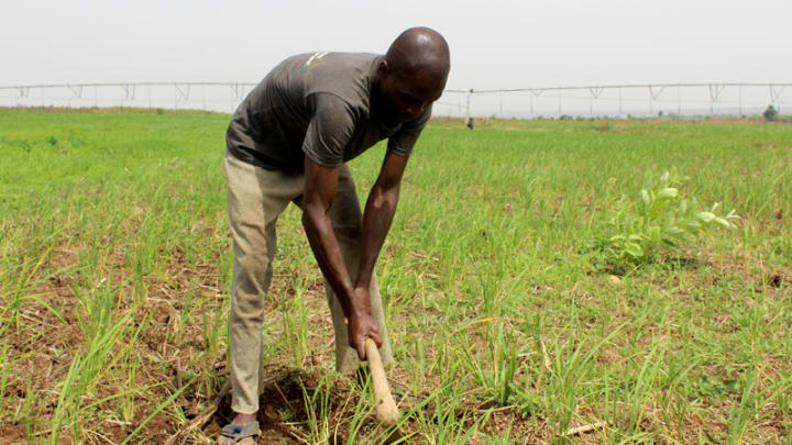 rice farmer tilling the ground