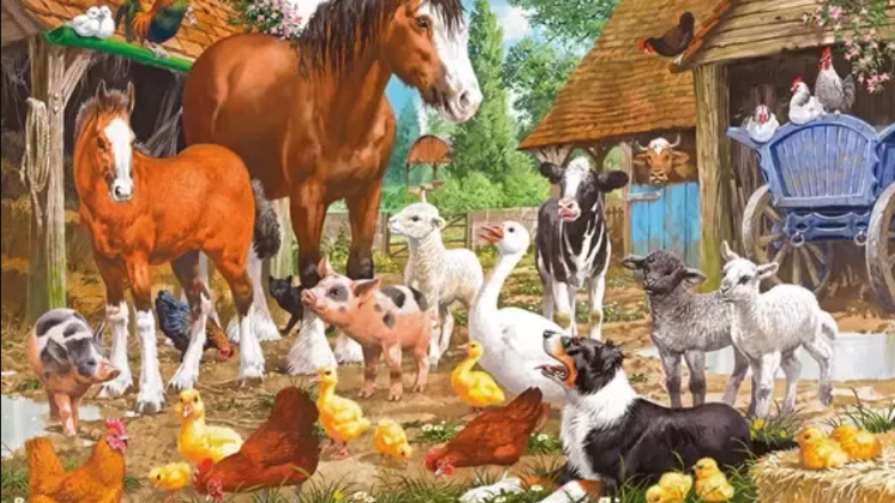 animal farm animals