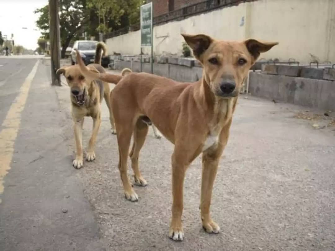 HORT STORY: Hungry dogs understood our plight too