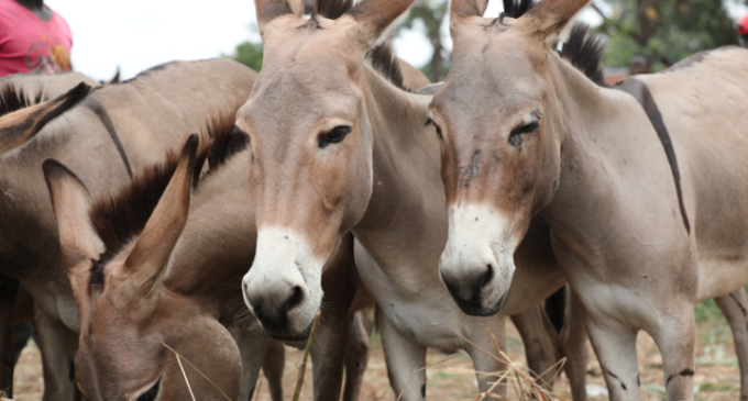 Chinese nationals engaging in illegal exportation of donkeys, CSOs allege