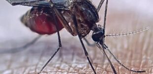 Climate change fuelling surge in mosquito-borne diseases in Europe, says ECDC