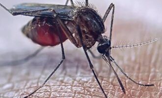 Climate change fuelling surge in mosquito-borne diseases in Europe, says ECDC