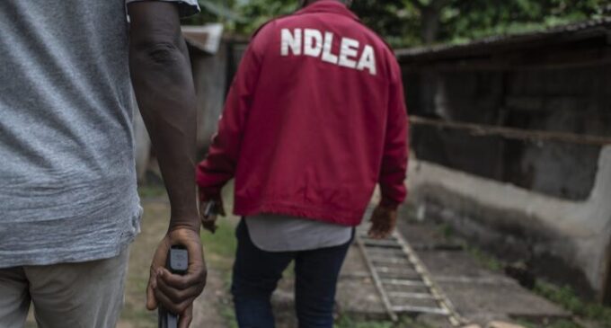 NDLEA: 136 drug traffickers arrested in Anambra in six months — 79 convicted