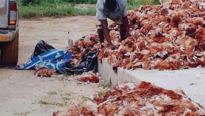 Poultry birds in Anambra state