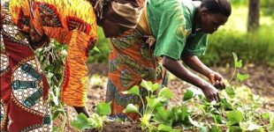 Empowering women to combat climate change in Nigeria