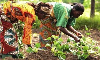 Empowering women to combat climate change in Nigeria