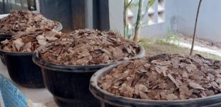 Customs impounds sacks of pangolin scales worth N3.9bn in Kebbi