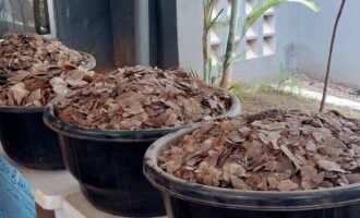 Customs impounds sacks of pangolin scales worth N3.9bn in Kebbi