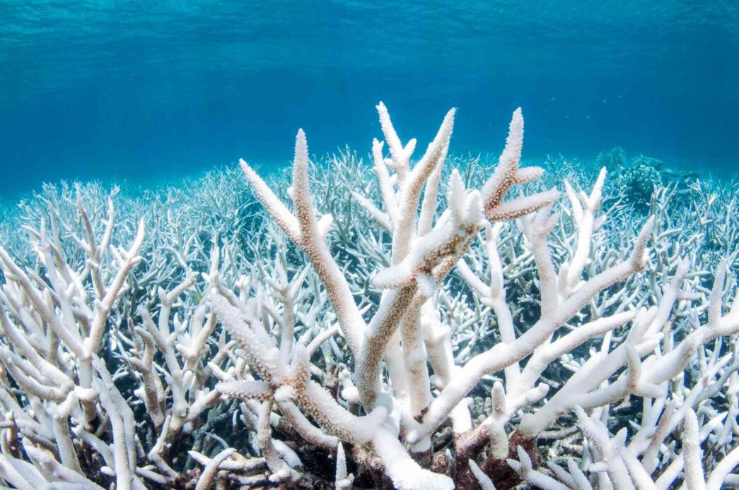 Coral bleaching. Photo credit: Treehugger