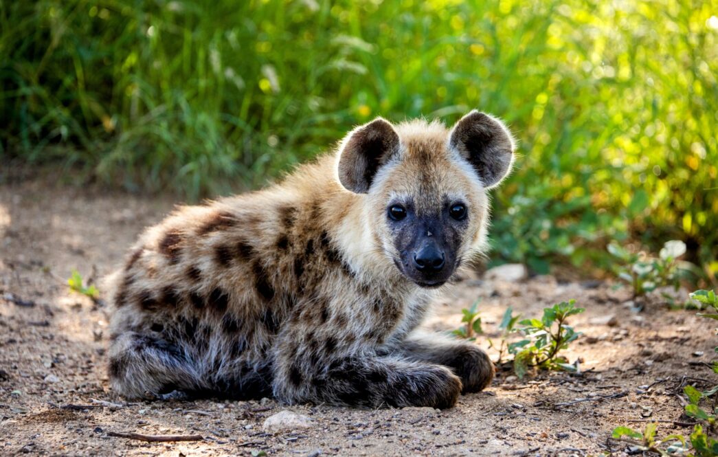 A photo of hyena