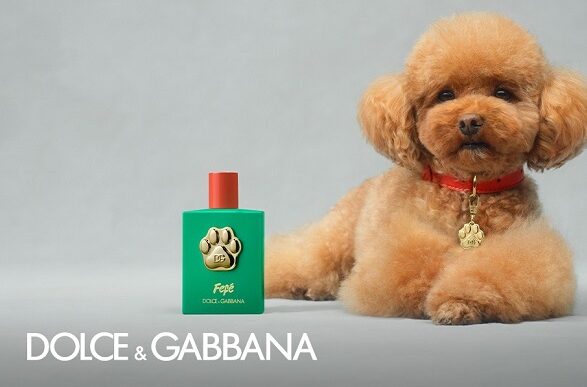 Dolce & Gabbana's perfume for dogs